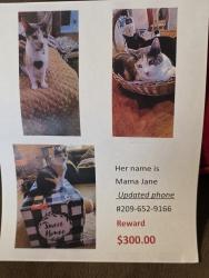 Lost Female Cat last seen Orangeburg, Modesto, CA 95355