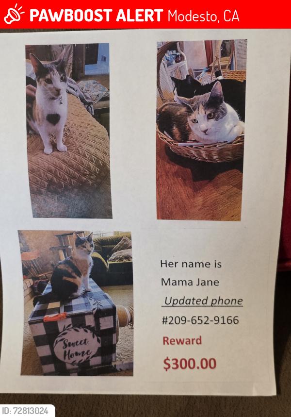 Lost Female Cat last seen Orangeburg, Modesto, CA 95355