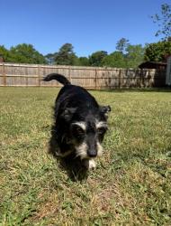 Lost Female Dog last seen India Rd. , Opelika, AL 36801