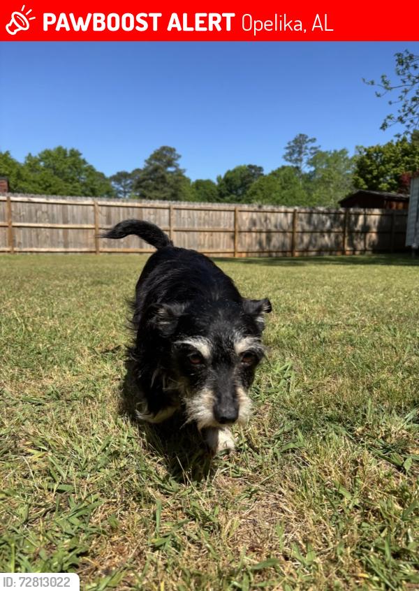 Lost Female Dog last seen India Rd. , Opelika, AL 36801