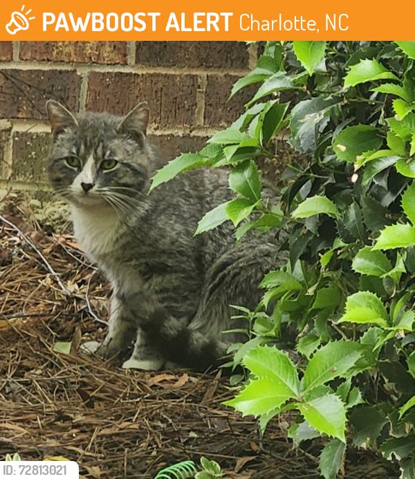 Found/Stray Unknown Cat last seen Legacy ballantyne , Charlotte, NC 28277