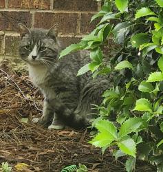 Found/Stray Unknown Cat last seen Legacy ballantyne , Charlotte, NC 28277