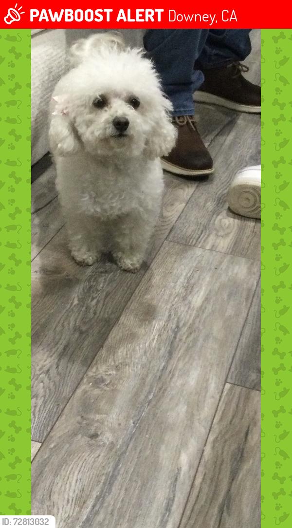 Lost Female Dog last seen 7th st, Downey, CA 90241