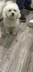 Lost Female Dog last seen 7th st, Downey, CA 90241