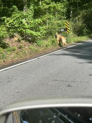 Found/Stray Unknown Dog last seen Tanner & lee way, Taylors, SC 29687