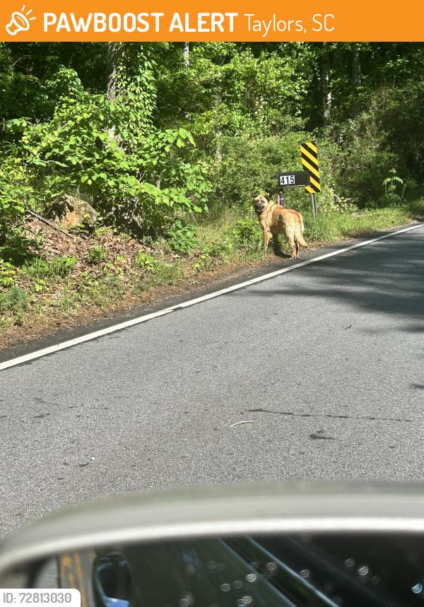 Found/Stray Unknown Dog last seen Tanner & lee way, Taylors, SC 29687