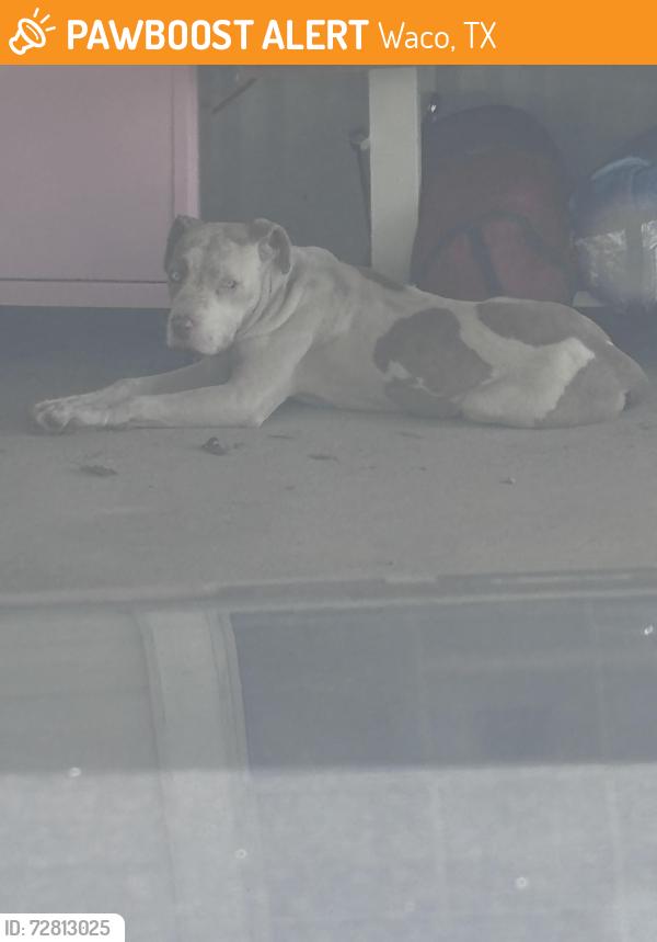 Found/Stray Unknown Dog last seen Mclane Stadium , Waco, TX 76704