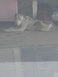 Found/Stray Unknown Dog last seen Mclane Stadium , Waco, TX 76704