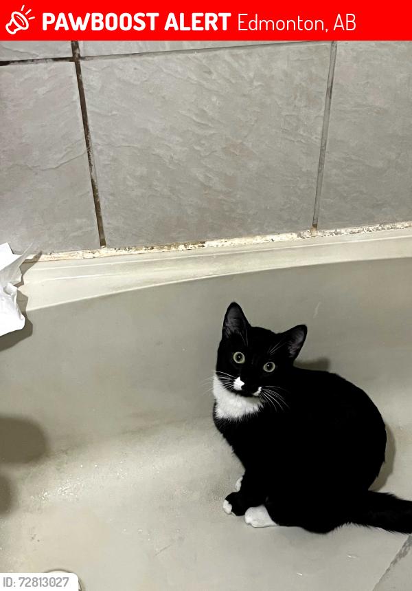 Lost Male Cat last seen 62st Millwooda, Edmonton, AB 
