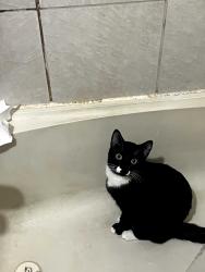 Lost Male Cat last seen 62st Millwooda, Edmonton, AB 