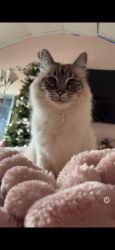 Lost Female Cat last seen Se 150 th Ave and Se Main, Portland, OR 97233