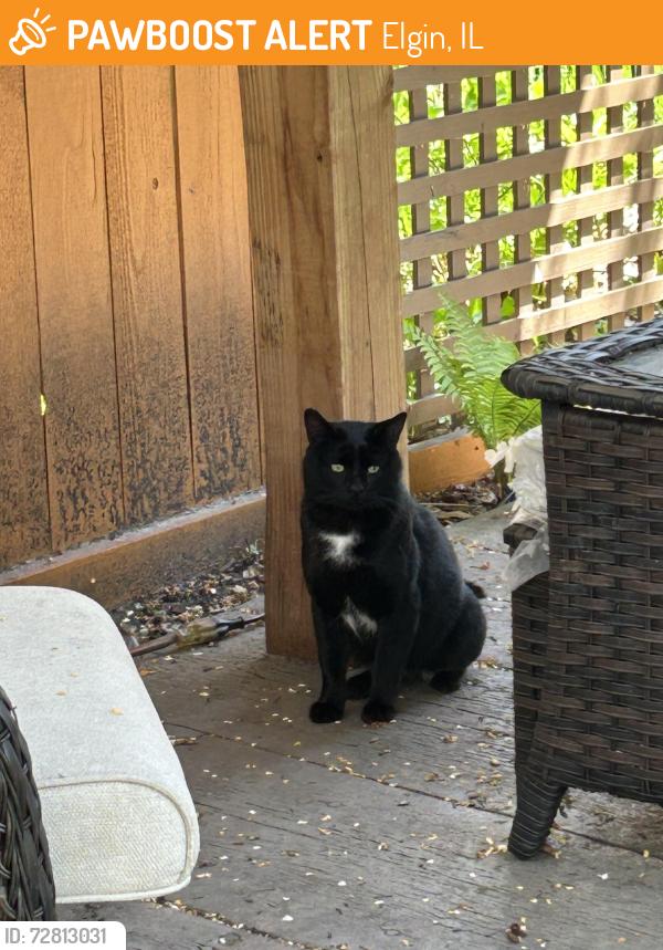 Found/Stray Unknown Cat last seen Lyle and Highland, Elgin, IL 60123