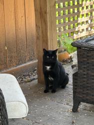 Found/Stray Unknown Cat last seen Lyle and Highland, Elgin, IL 60123