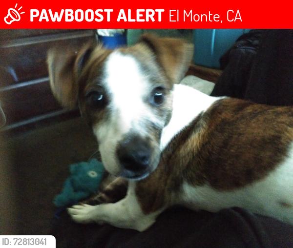 Lost Male Dog last seen Food 4 less and bottle n corn liquor store , El Monte, CA 91733