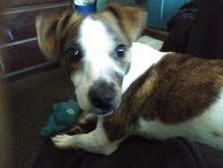 Lost Male Dog last seen Food 4 less and bottle n corn liquor store , El Monte, CA 91733