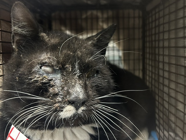 Shelter Stray Male Cat last seen PINE ST, EUSTIS, 12280 County Rd 448, Tavares, FL 32778, USA