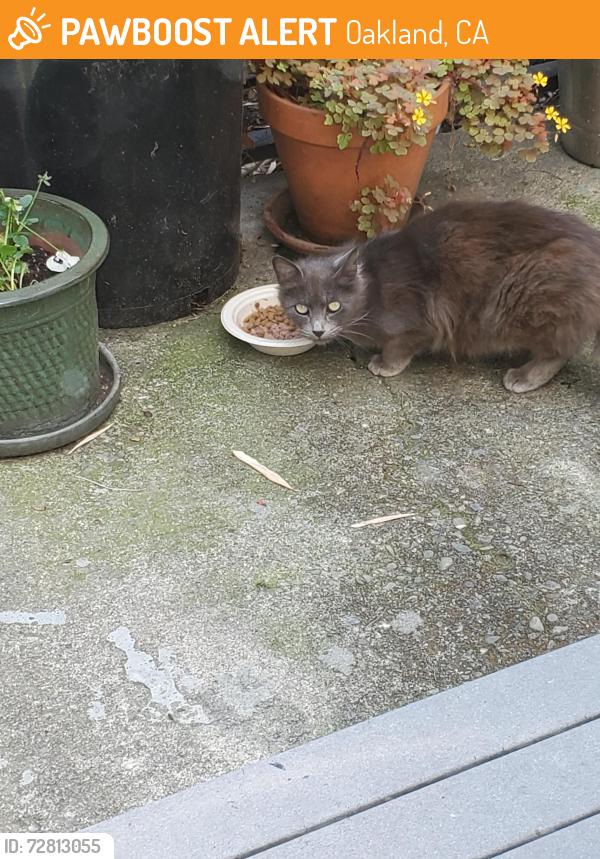 Found/Stray Unknown Cat last seen 12th and Pine , Oakland, CA 94607