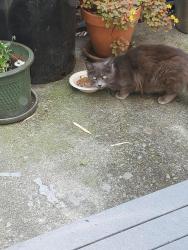 Found/Stray Unknown Cat last seen 12th and Pine , Oakland, CA 94607