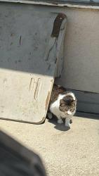 Lost Female Cat last seen Starbucks @ E 21st St , Indianapolis, IN 46219