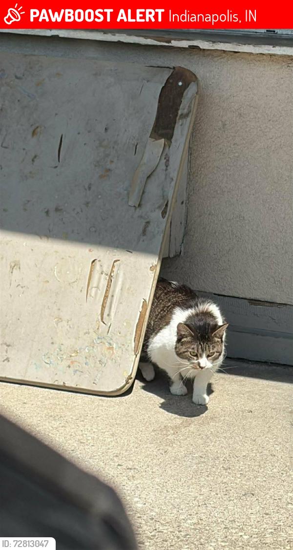 Lost Female Cat last seen Starbucks @ E 21st St, Indianapolis, IN 46219