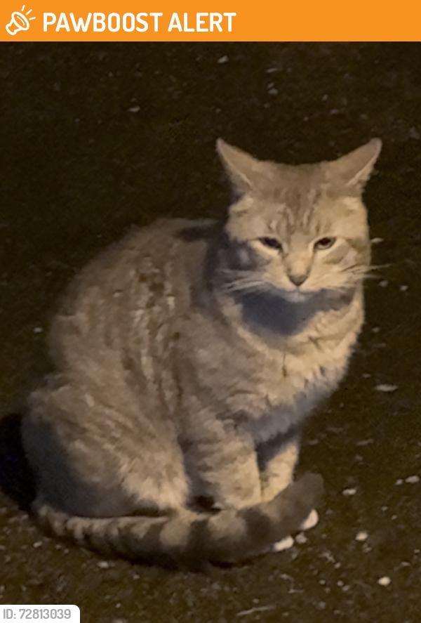 Found/Stray Male Cat last seen 56th, Mountlake Terrace, WA 98043