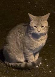 Found/Stray Male Cat last seen 56th, Mountlake Terrace, WA 98043