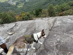 Lost Male Dog last seen Whistling Rufus rd, Pembroke, NC 28372
