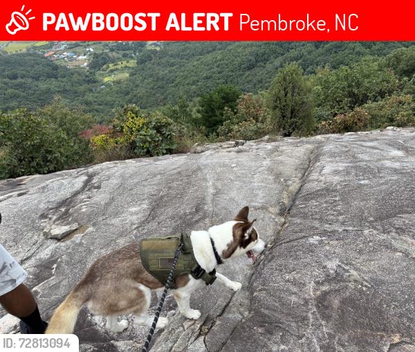 Lost Male Dog last seen Whistling Rufus rd, Pembroke, NC 28372