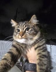 Lost Female Cat last seen Old Cutler Rd , 107 ave & 109 ave, Goulds, FL 33170