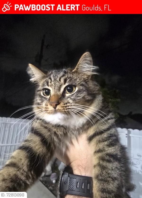 Lost Female Cat last seen Old Cutler Rd , 107 ave & 109 ave, Goulds, FL 33170