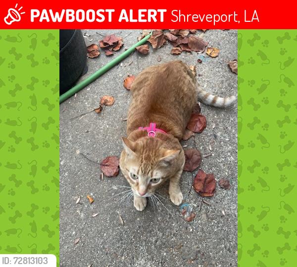 Lost Male Cat last seen Walgreens parking lot, Shreveport, LA 71118