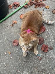 Lost Male Cat last seen Walgreens parking lot, Shreveport, LA 71118