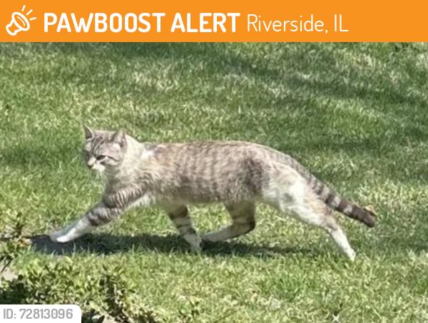 Found/Stray Unknown Cat last seen Selborne Rd, Riverside, IL 60546