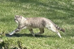 Found/Stray Unknown Cat last seen Selborne Rd, Riverside, IL 60546