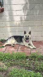 Found/Stray Female Dog last seen Fincher, Haltom City, TX 76117