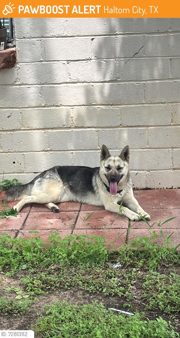 Found/Stray Female Dog last seen Fincher, Haltom City, TX 76117