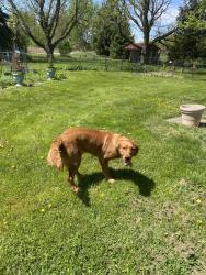 Found/Stray Unknown Dog last seen RVC on Samuelson, Rockford, IL 61109