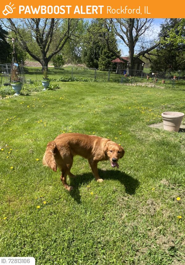 Found/Stray Unknown Dog last seen RVC on Samuelson, Rockford, IL 61109