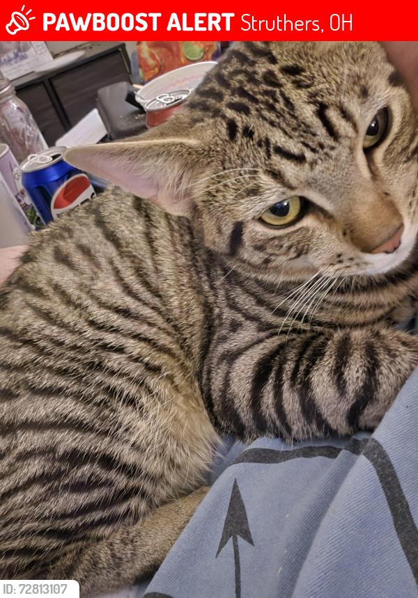 Lost Male Cat last seen Midlothian blvd, Struthers, OH 44471