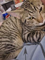 Lost Male Cat last seen Midlothian blvd, Struthers, OH 44471