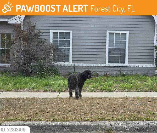 Found/Stray Unknown Dog last seen 436/forest lake drive , Forest City, FL 32703