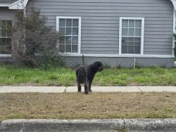 Found/Stray Unknown Dog last seen 436/forest lake drive , Forest City, FL 32703