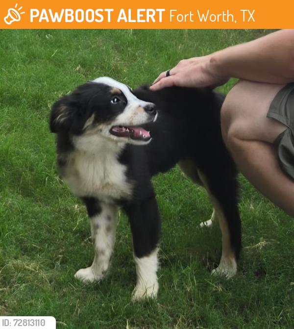 Found/Stray Male Dog last seen Goldeneye Ln, Fort Worth, TX 76120
