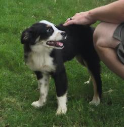 Found/Stray Male Dog last seen Goldeneye Ln, Fort Worth, TX 76120