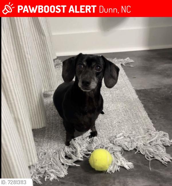 Lost Female Dog last seen Green path rd , Dunn, NC 28334
