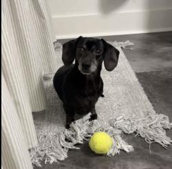 Lost Female Dog last seen Green path rd , Dunn, NC 28334