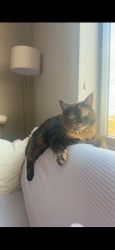 Lost Female Cat last seen east campus , Columbia, MO 65201