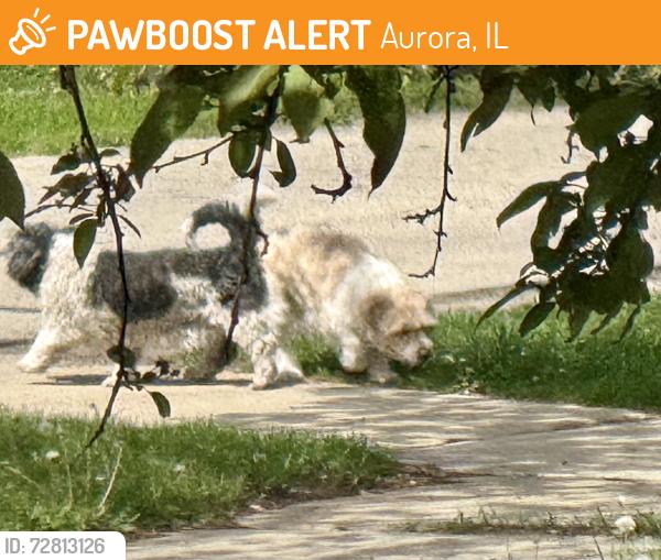 Found/Stray Unknown Dog last seen Spring St & Grace Ct, Aurora, IL, Aurora, IL 60505