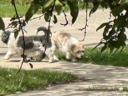 Found/Stray Unknown Dog last seen Spring St & Grace Ct, Aurora, IL, Aurora, IL 60505