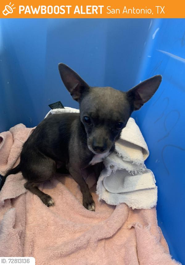 Found/Stray Male Dog last seen Johnson Grass and Star Creek Timberidge, San Antonio, TX 78251